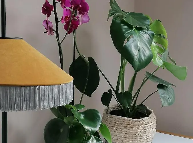 בית הארחה Picobello